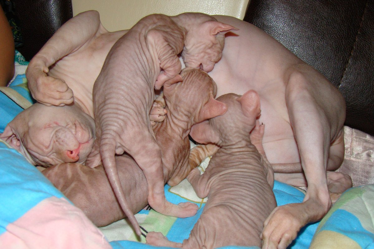 Сфинкс Донской котенок новорожденный