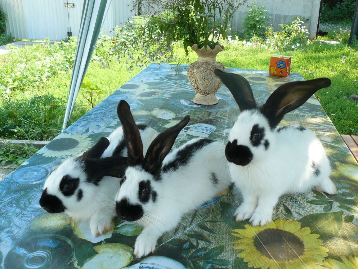 Строкачи порода кроликов