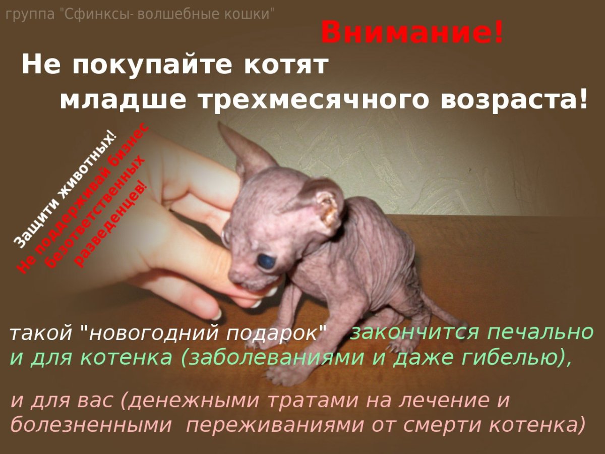 Французский бульдог и сфинкс