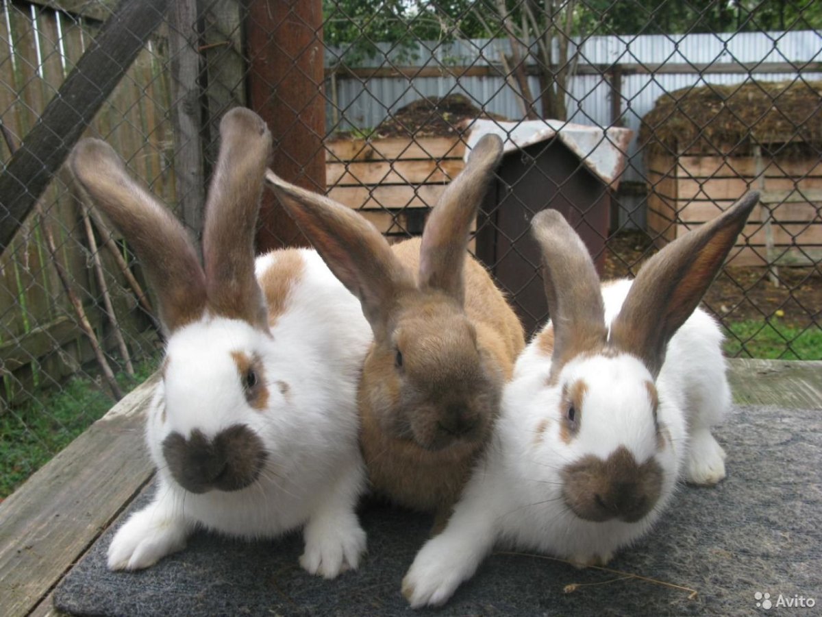 Пестрый Мадагаскар Строкач кролики