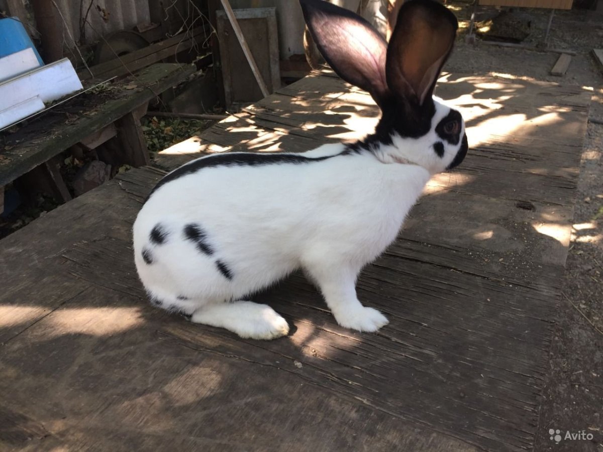 Кролики строкачи