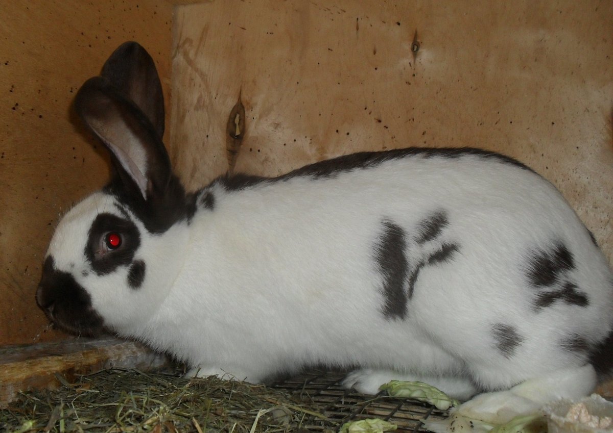 Строкач Гавана