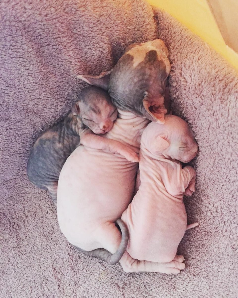 Новорожденный котенок сфинкса