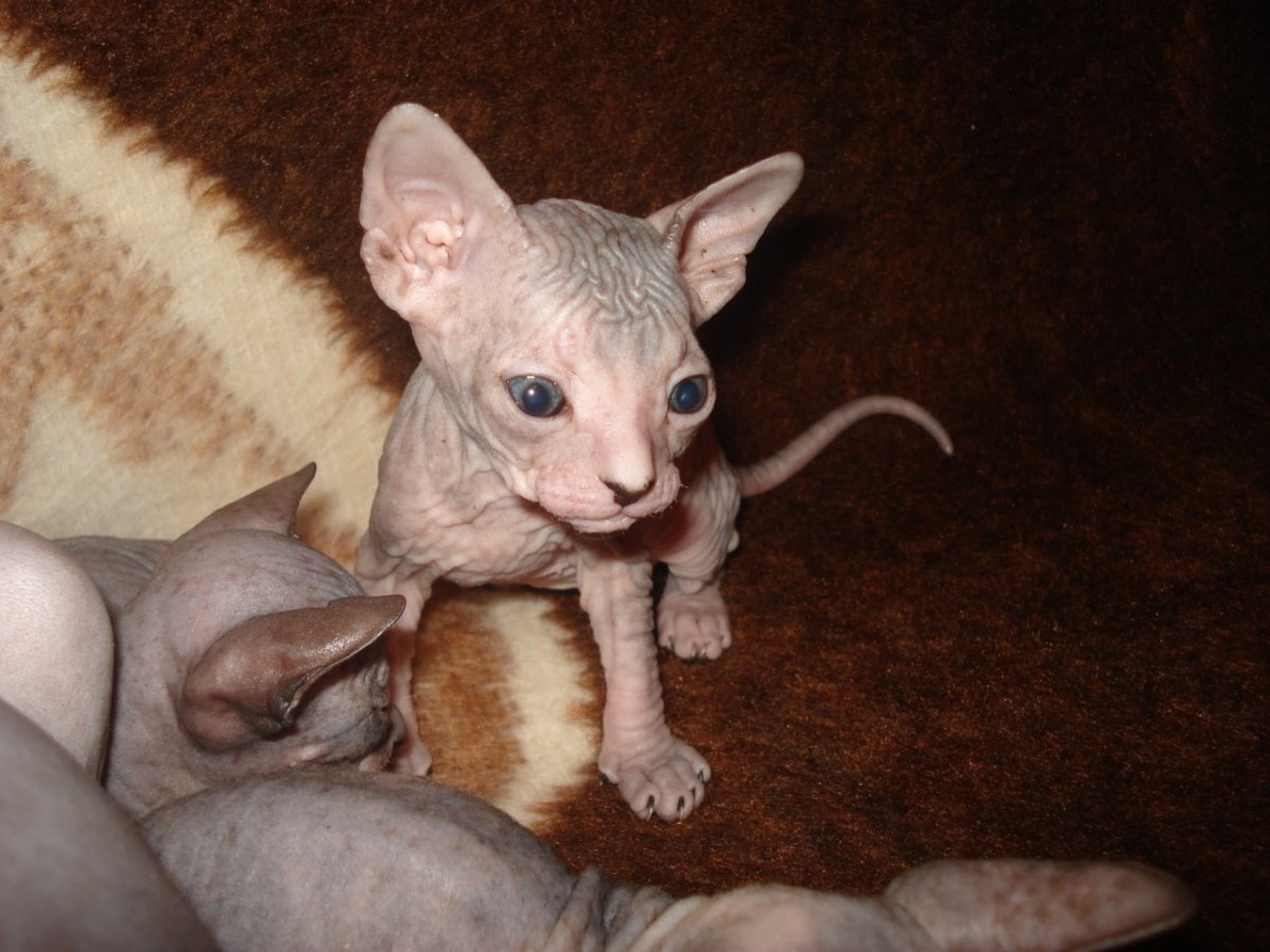 Котята Новорожденные Донской сфинкс фото