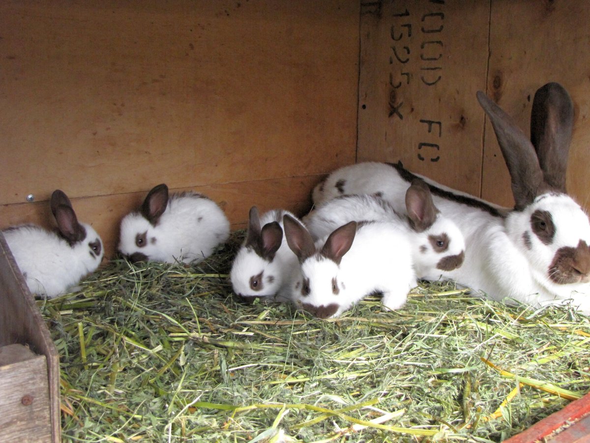 Кролик НПВ Строкач