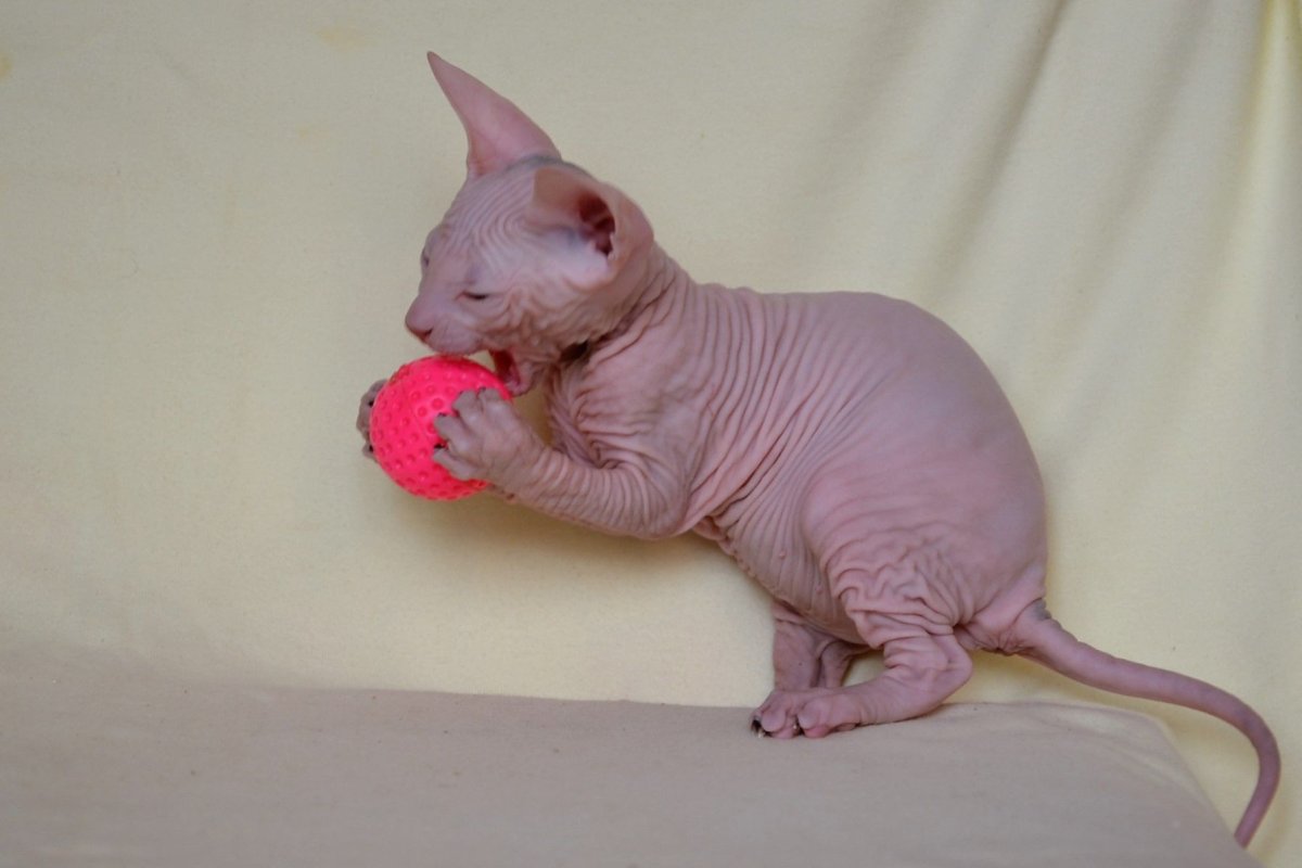 Новорожденный котенок