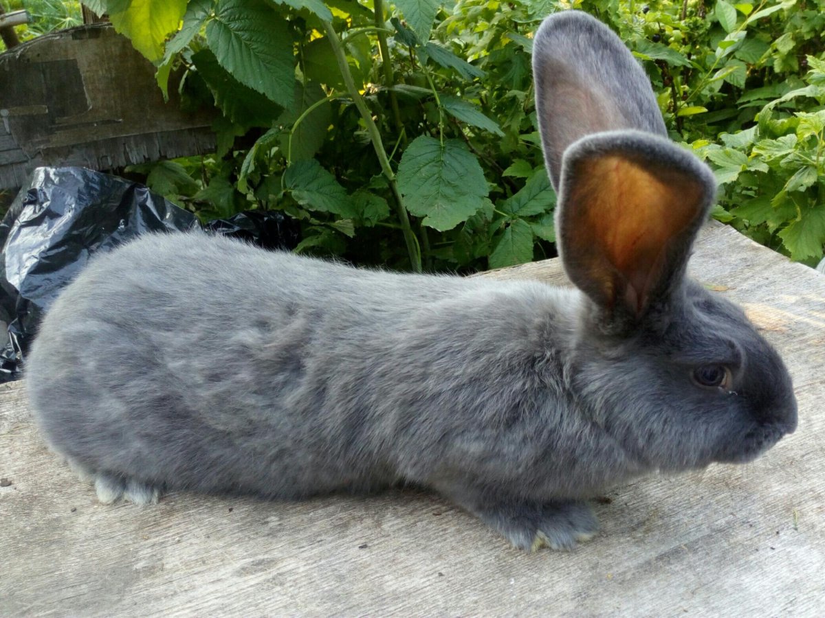 Строкач Мадагаскар кролики