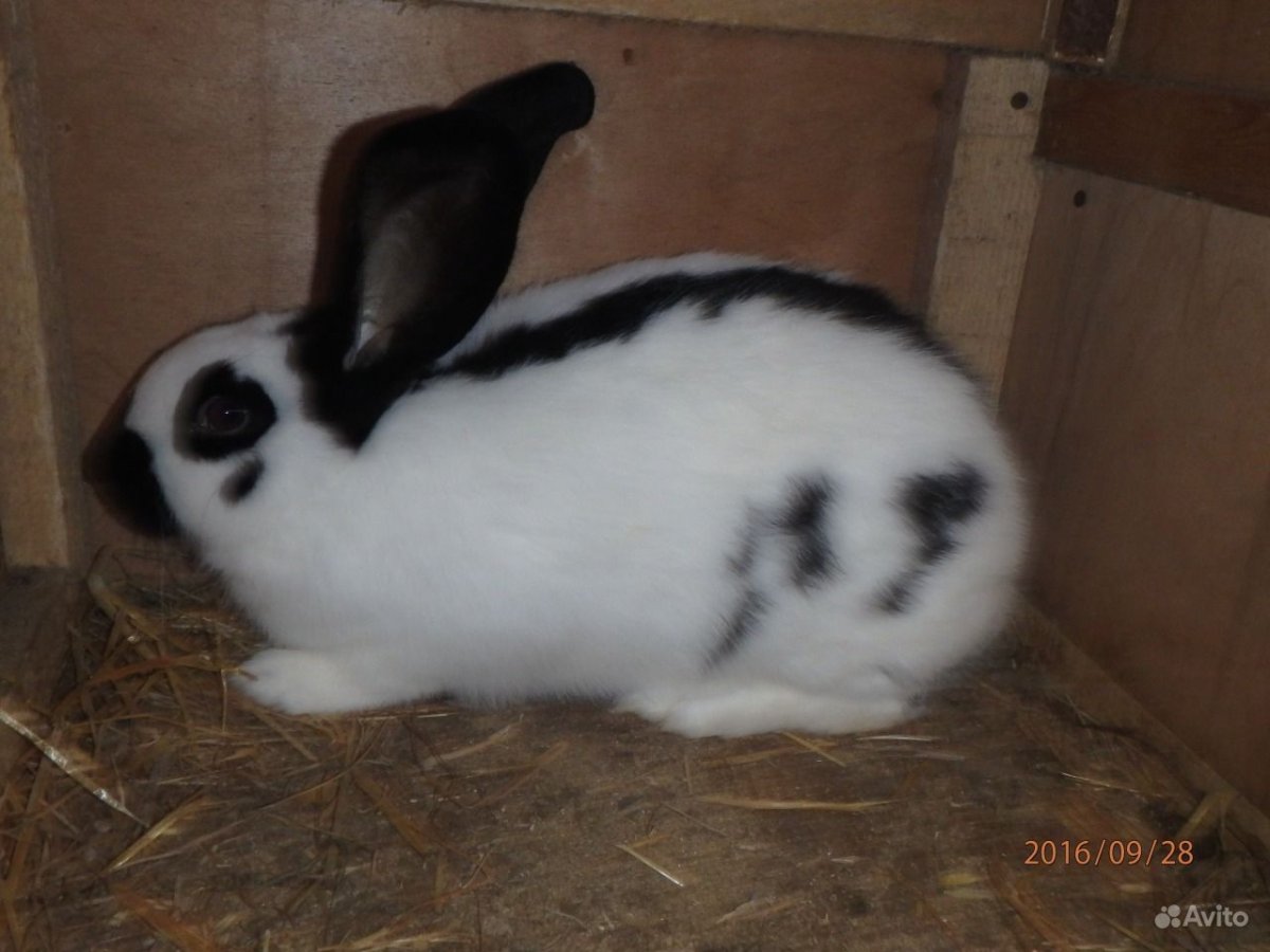 Немецкий черно пестрый великан кролики