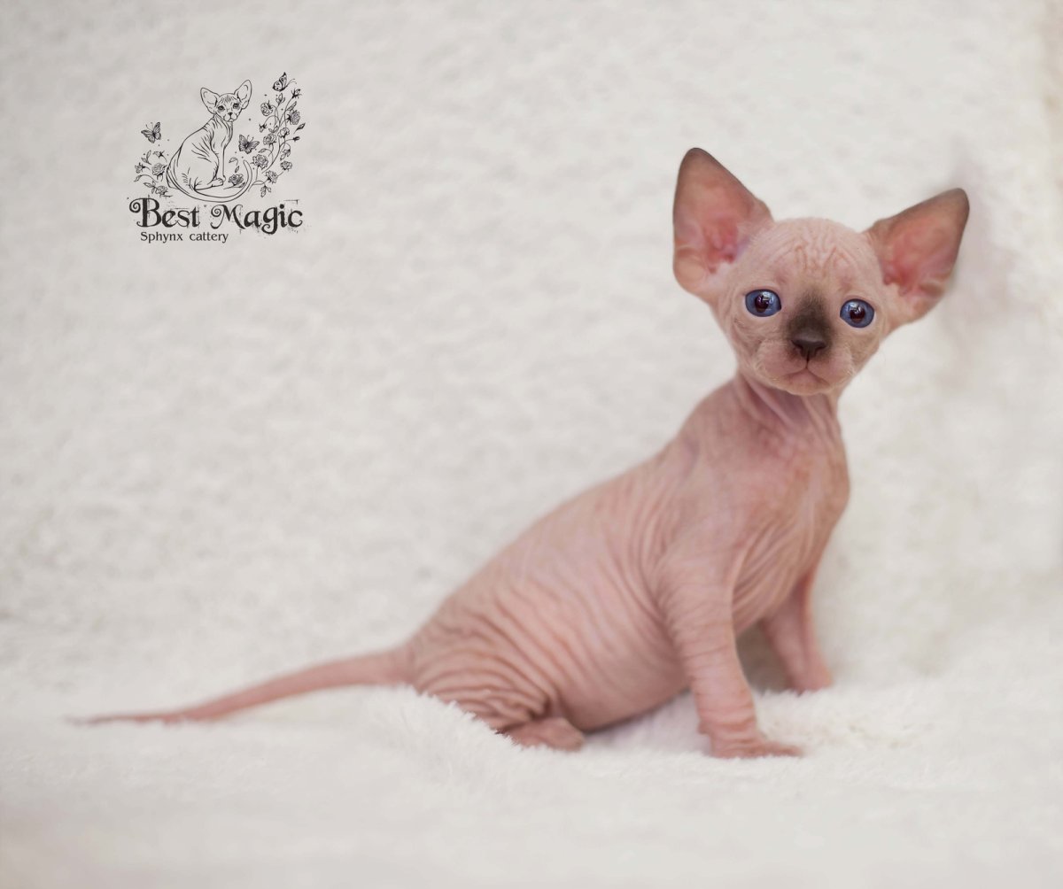 Вес канадского сфинкса по месяцам