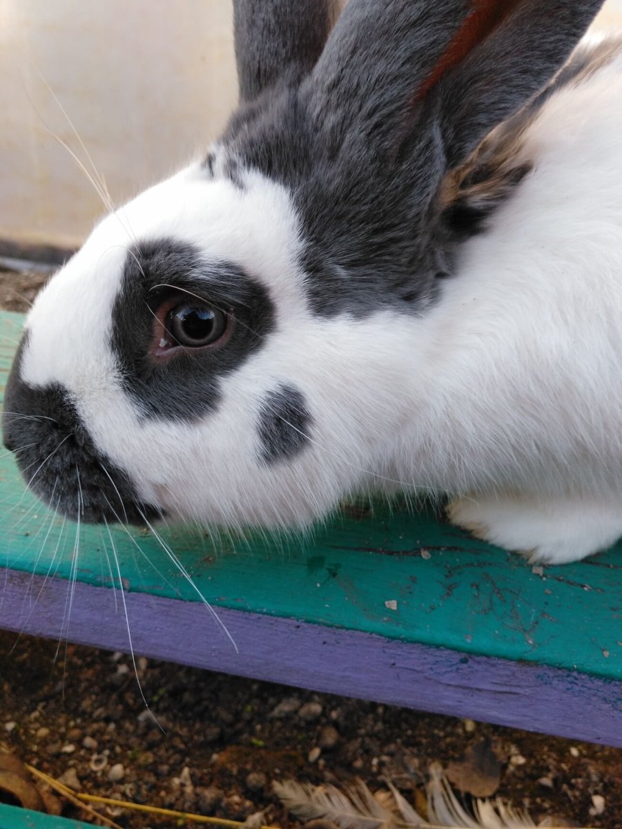 Кролик Строкач черный