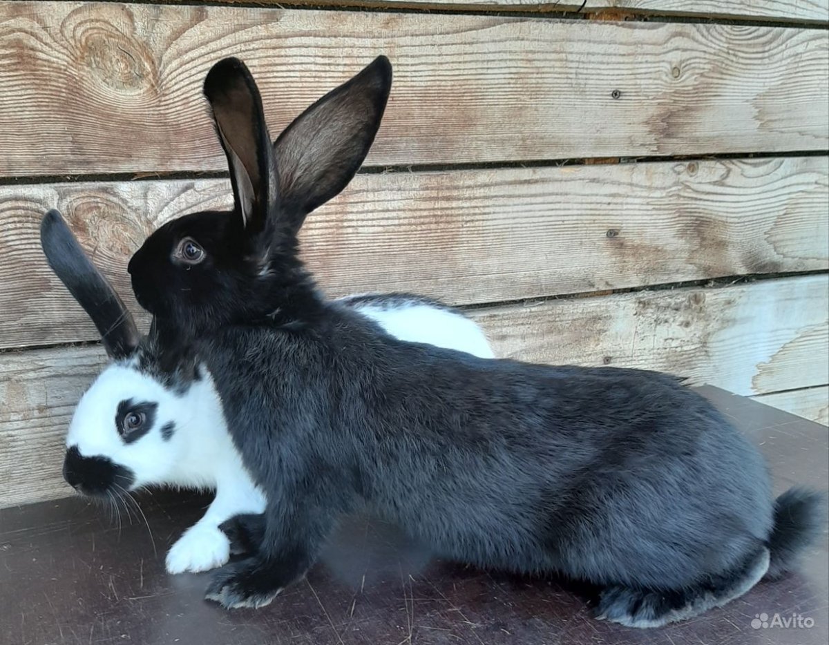 Кролик Баттерфляй