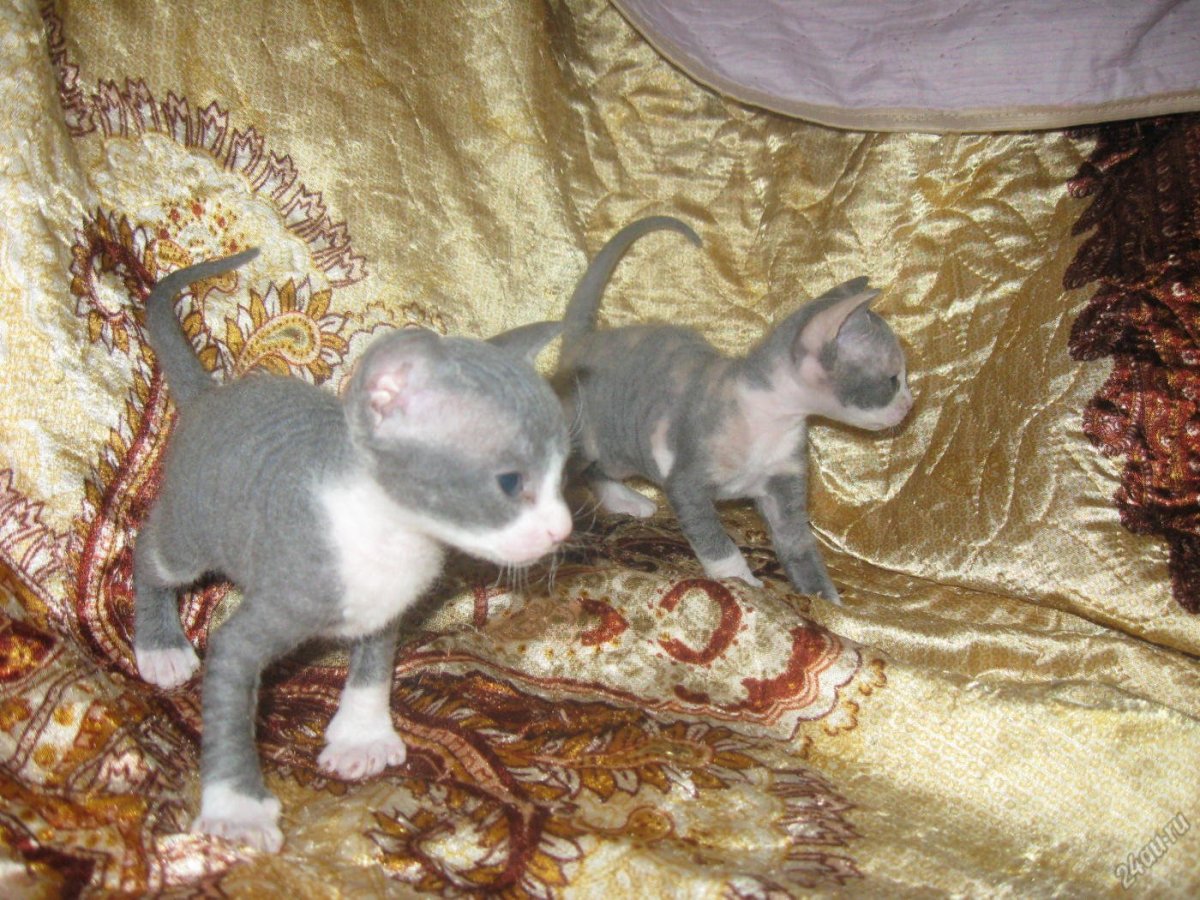 Беременный Донской сфинкс