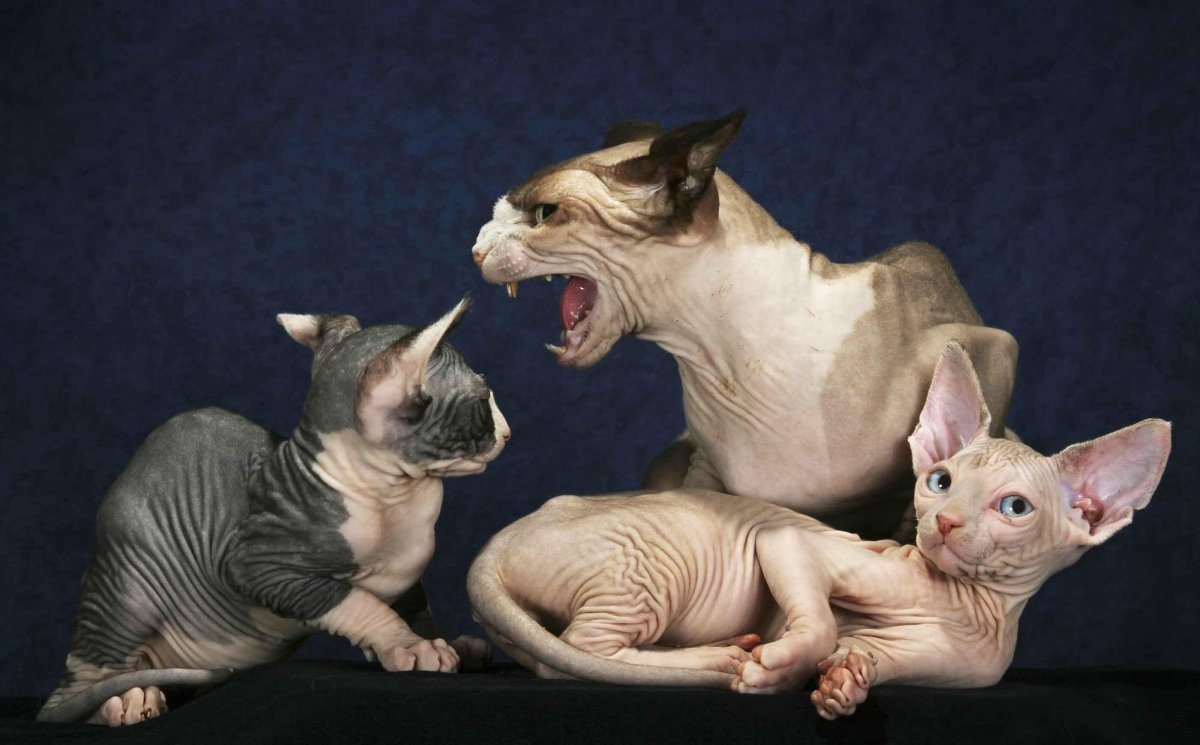 Коты канадский сфинкс