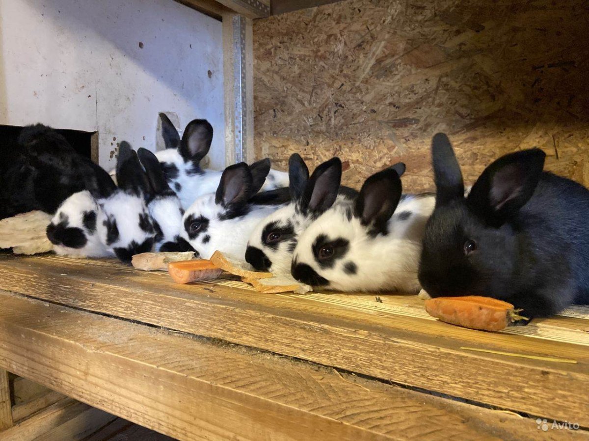 Пестрый Строкач кролик