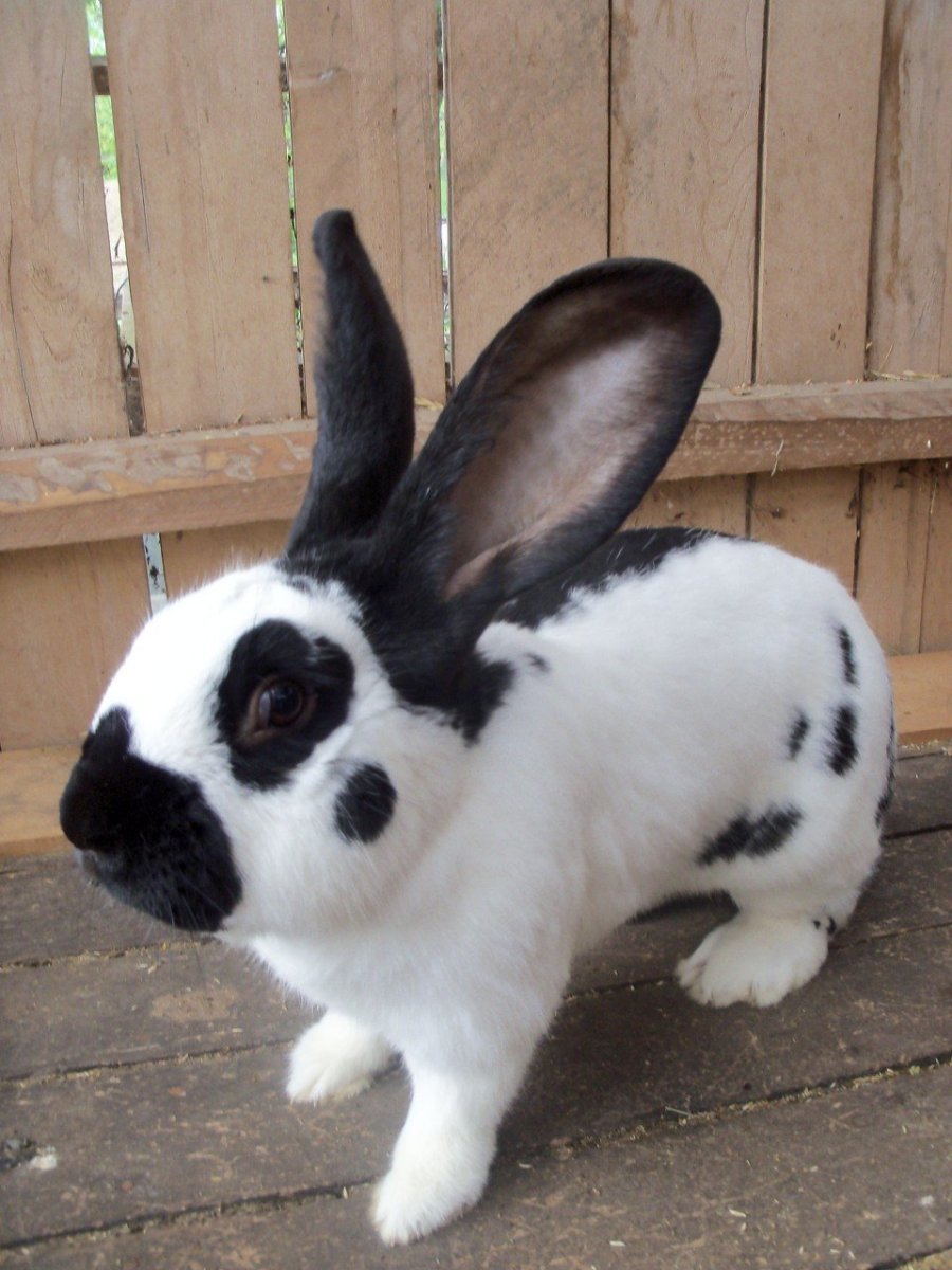 Кролики строкачи фото