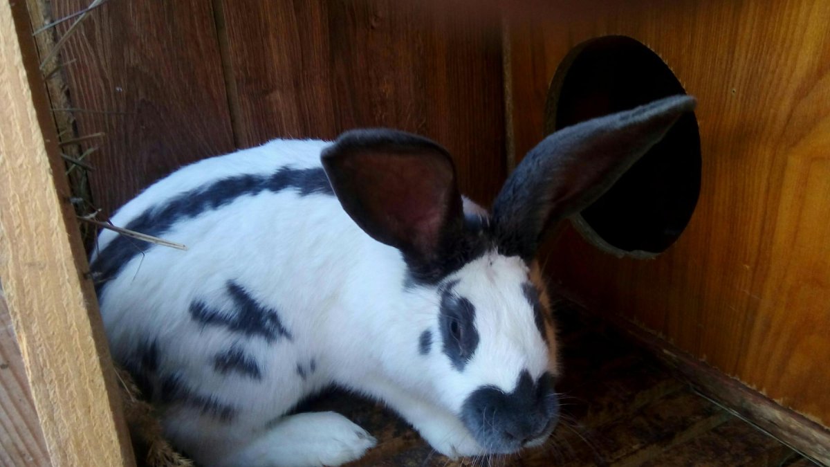 Черный кролик фото животного