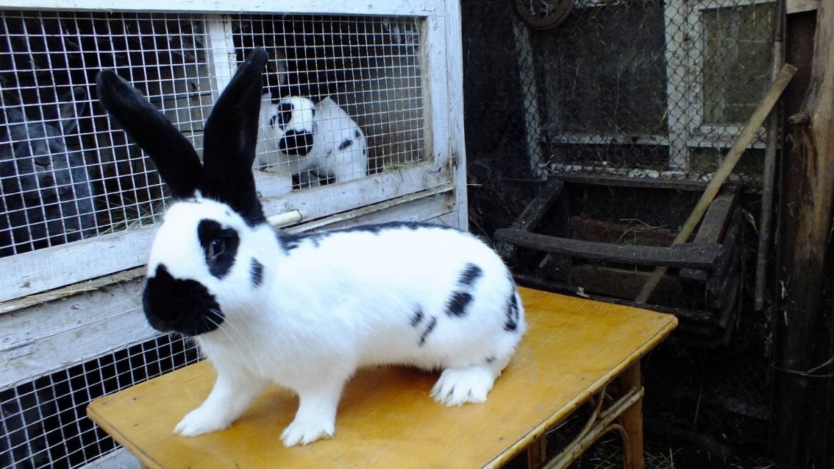 Строкач кролик Гавана