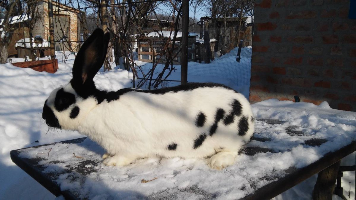 Немецкий великан Строкач
