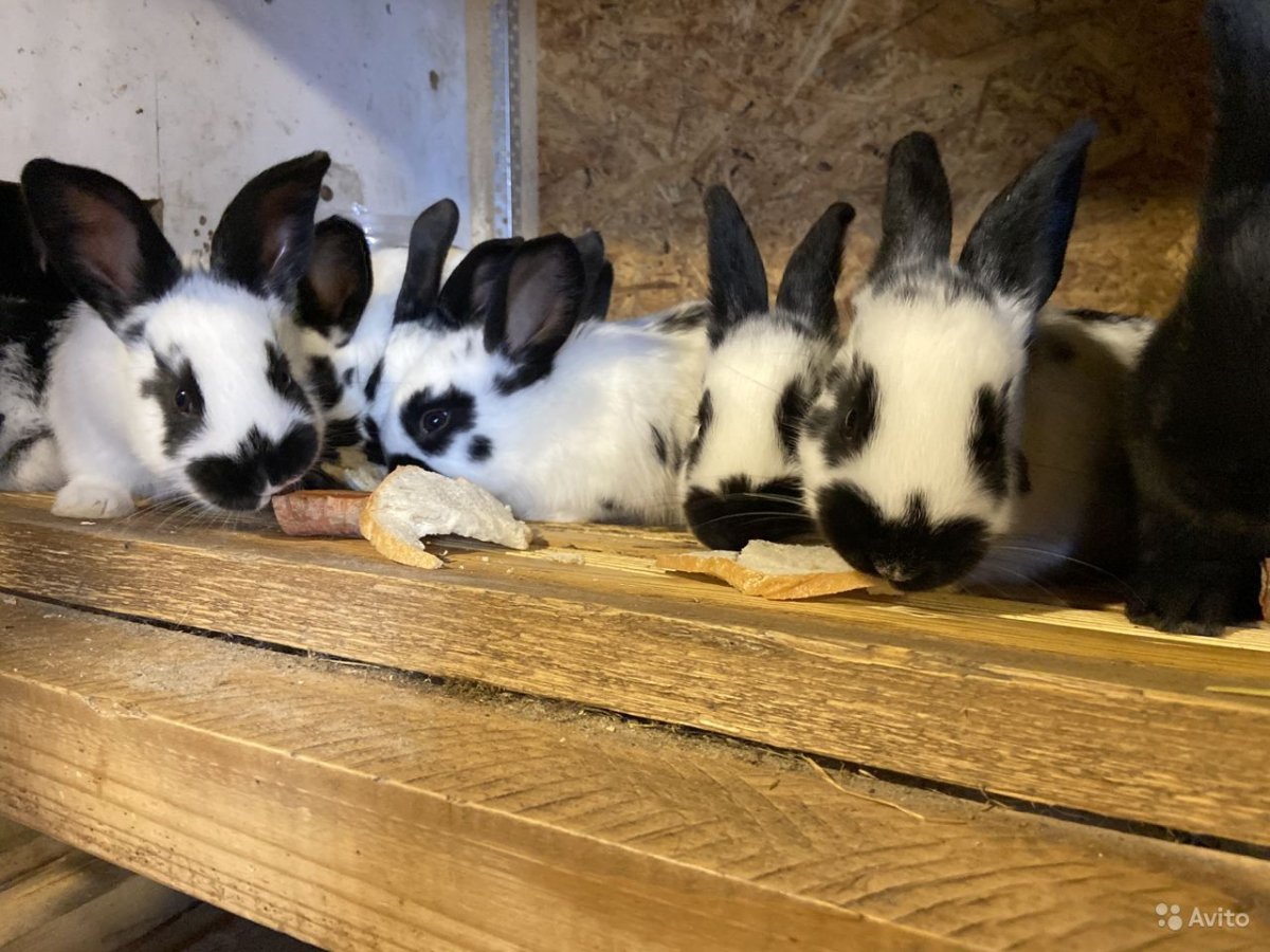 Немецкий пестрый великан Строкач