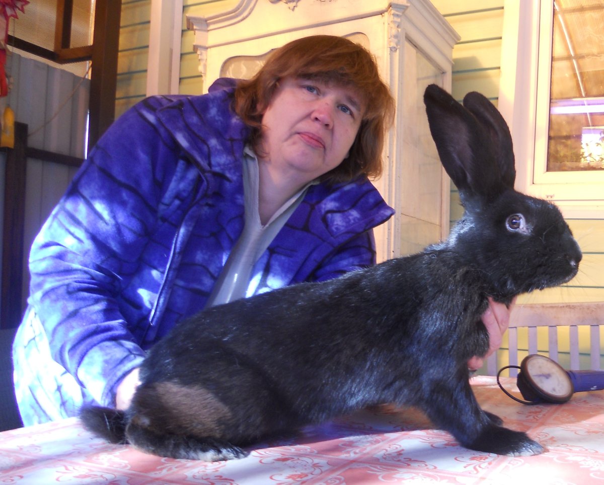 Кролик немецкий пестрый великан 20 дней