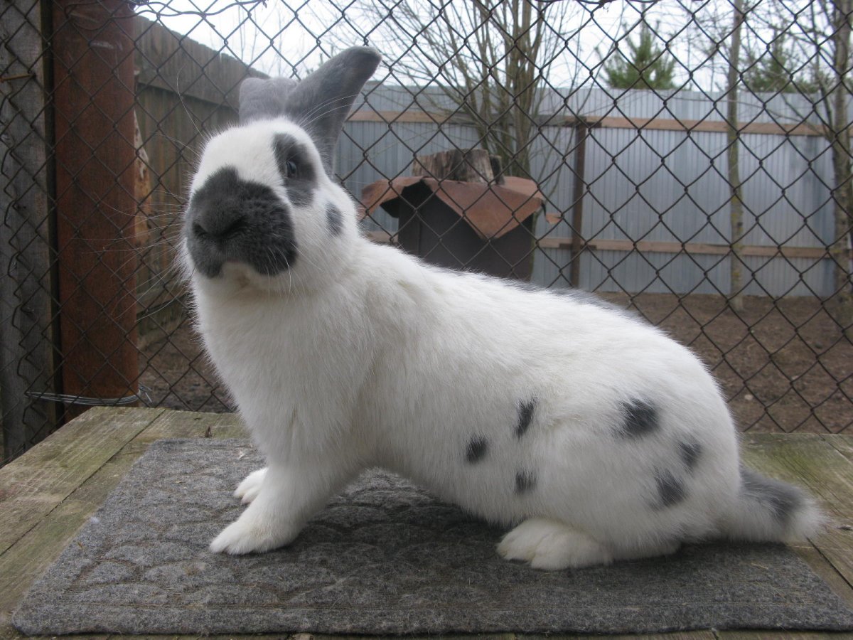 Кролики породы Строкач