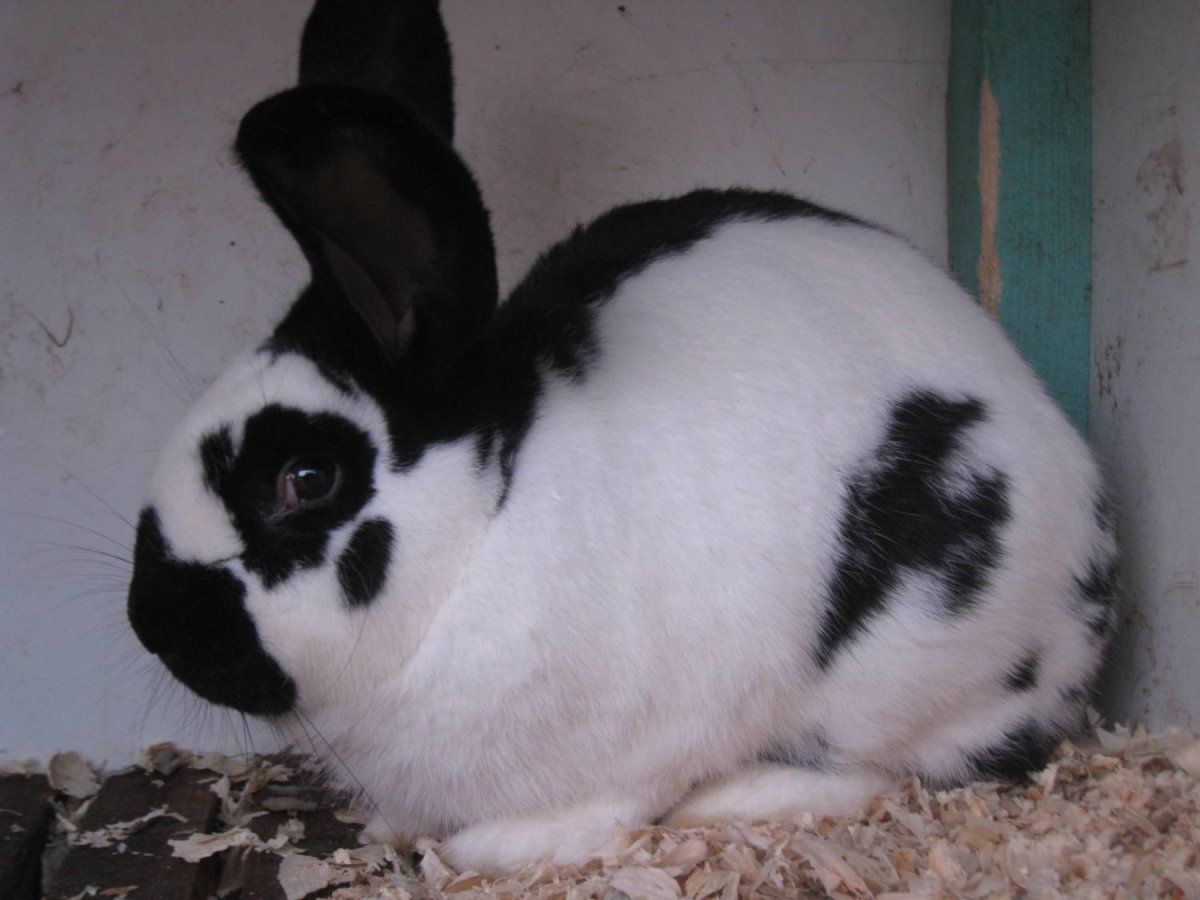 Кролята Строкач