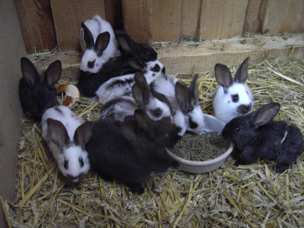 Кролики строкачи голубые и черные фото