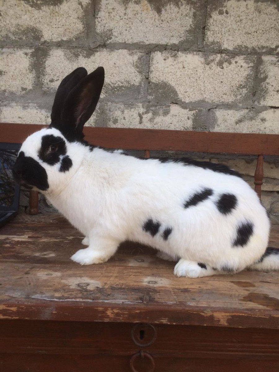 Кролики калифорнийские порода Панда