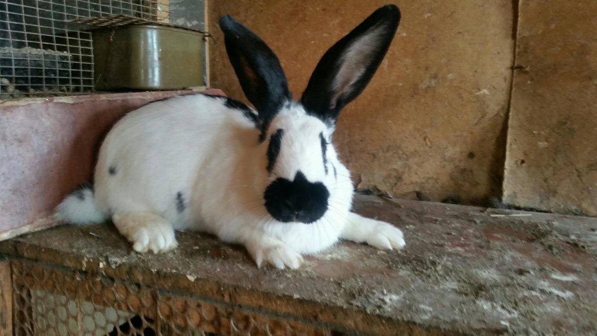 Немецкий пестрый великан Строкач