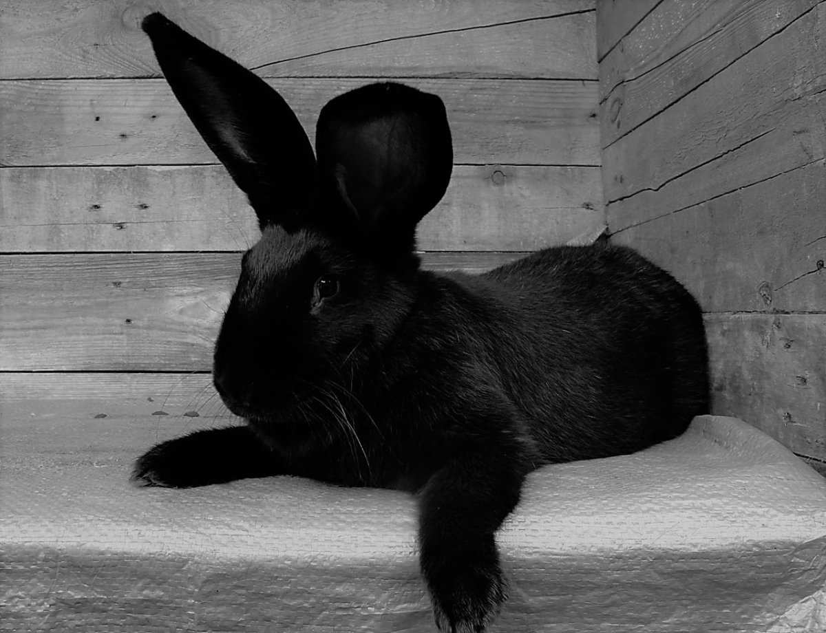 Кролики и крольчата