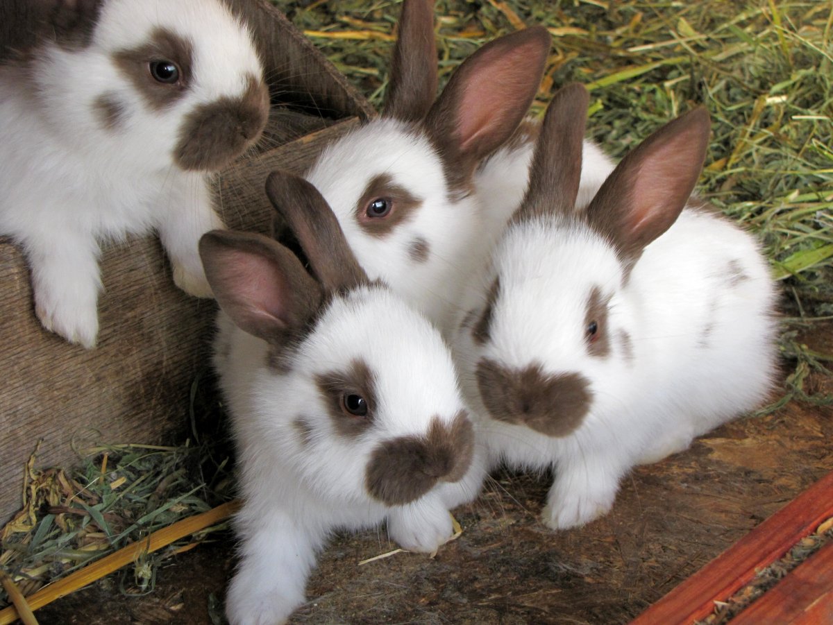 Строкач кролик Гавана