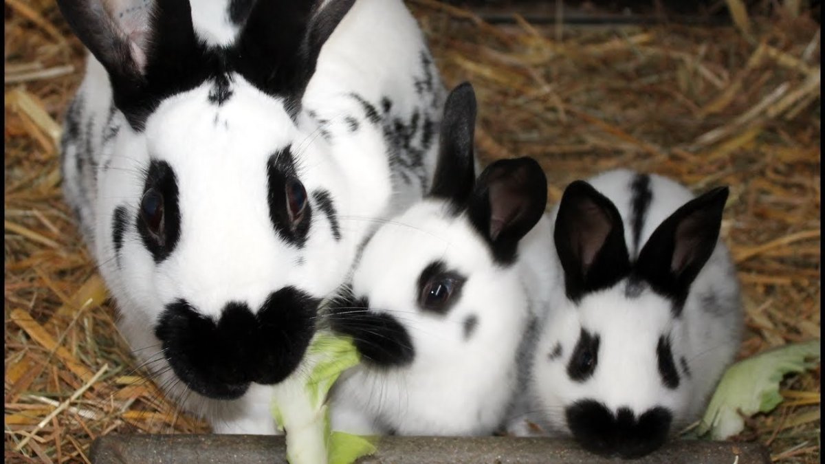 Немецкий пестрый великан Строкач