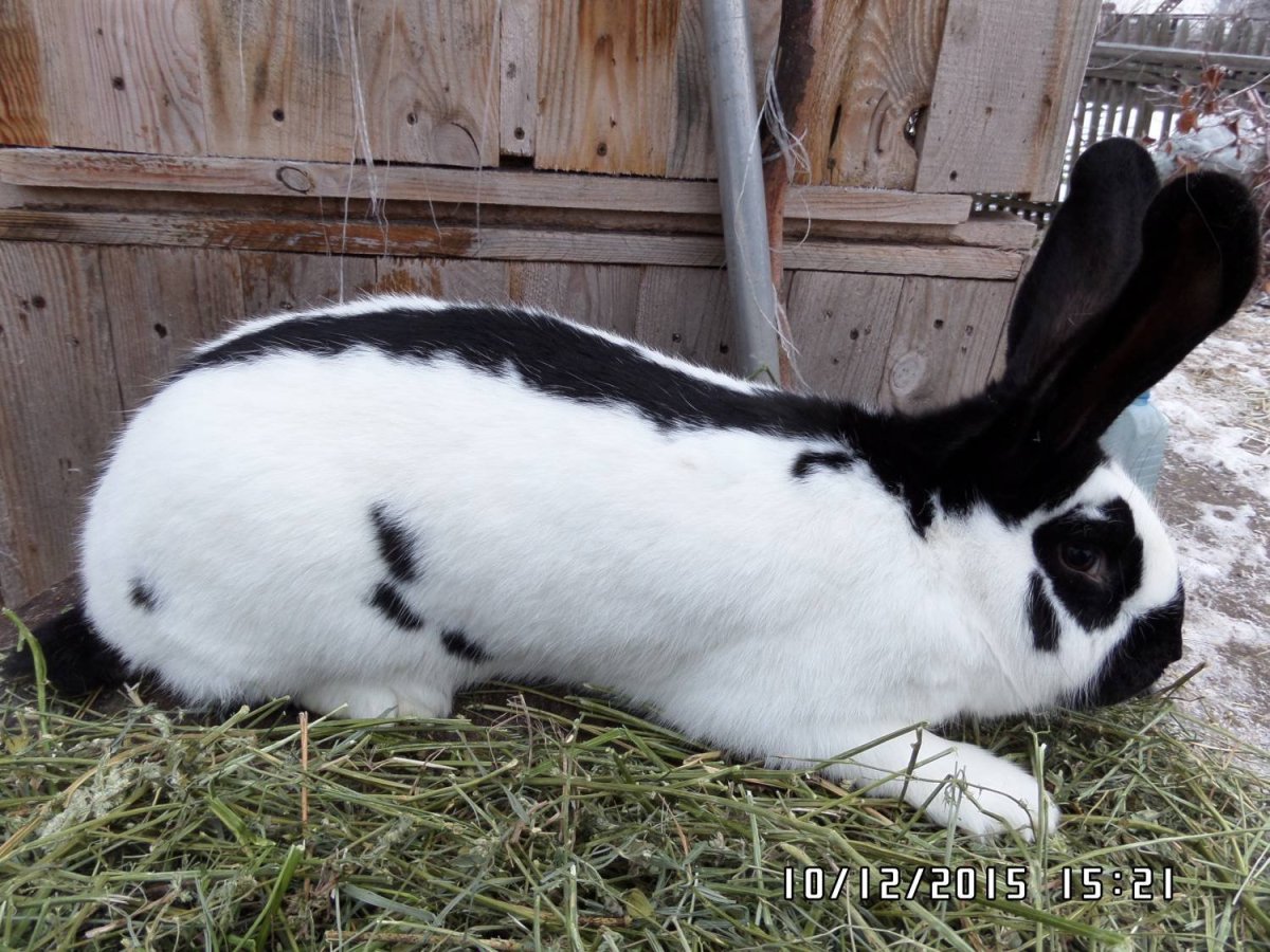 Кролики породы Строкач