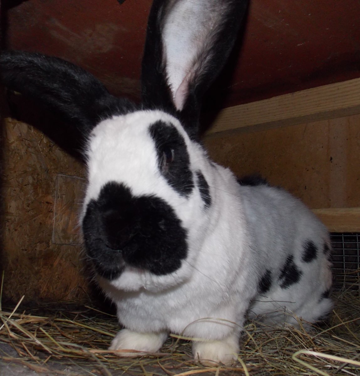 Купить кролика немецкий пестрый Курская область