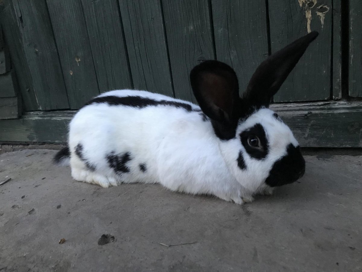 Строкач Евгений