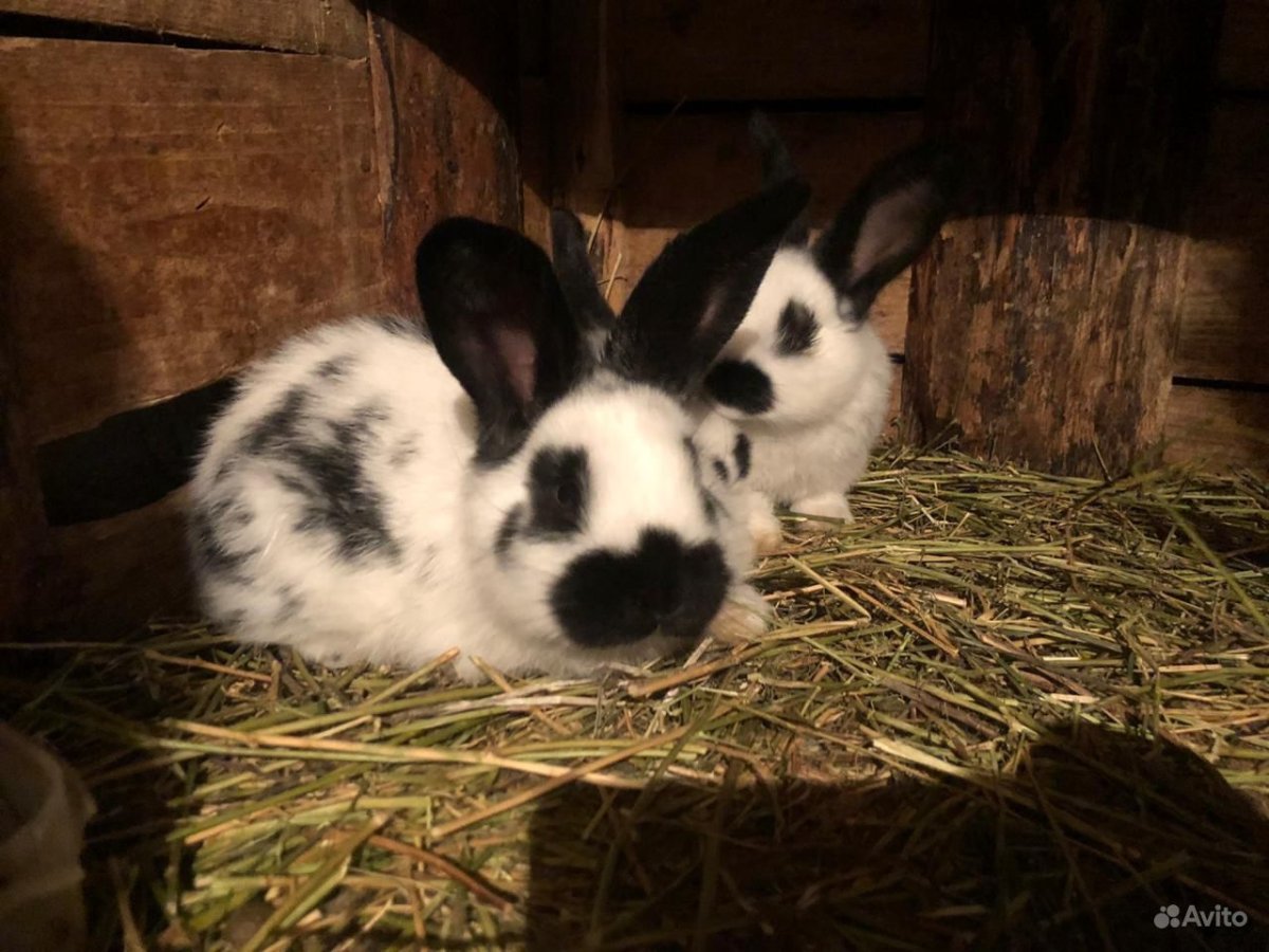 Авито Орел кролики строкачи