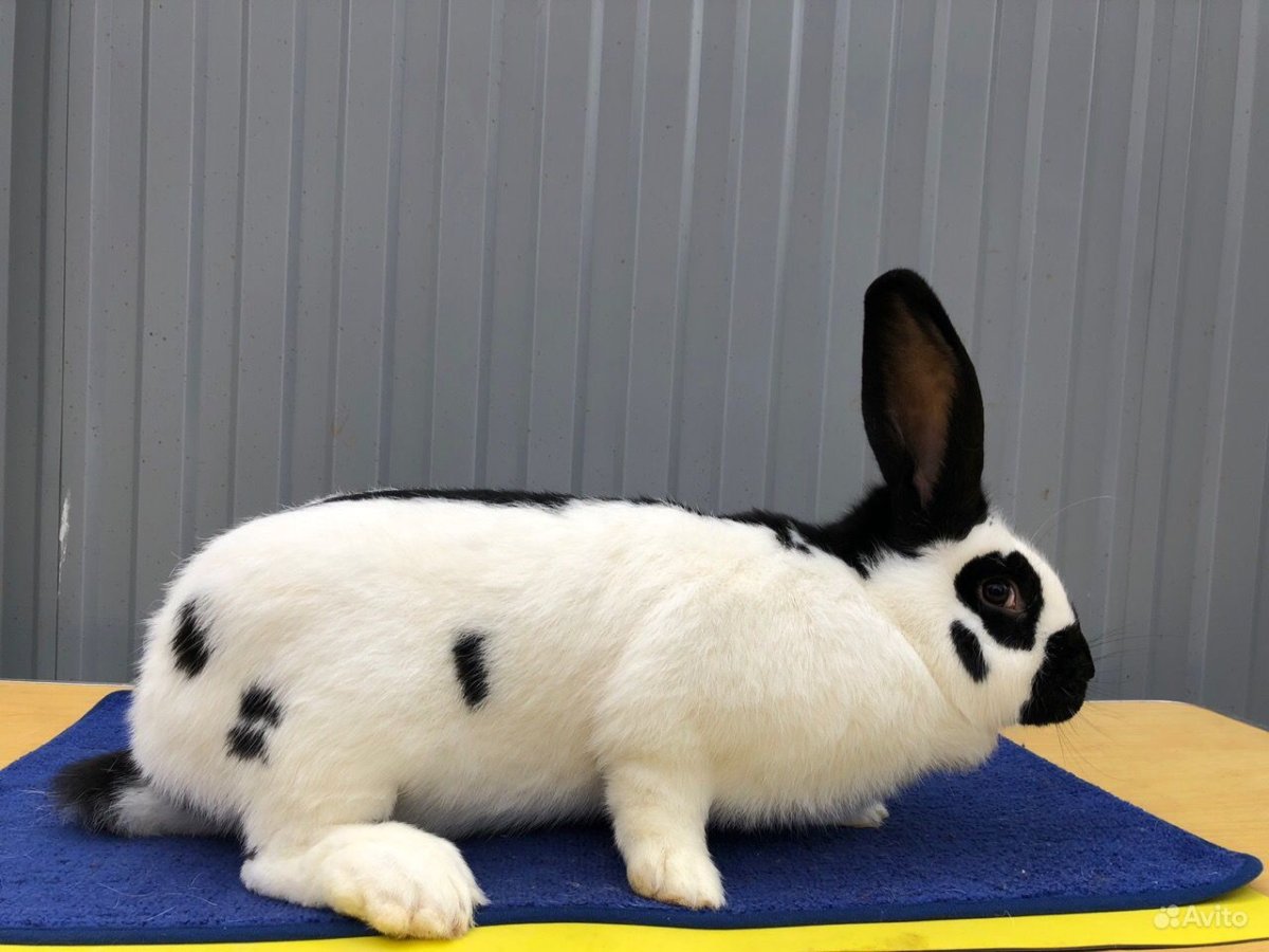 Вес кролика породы Строкач