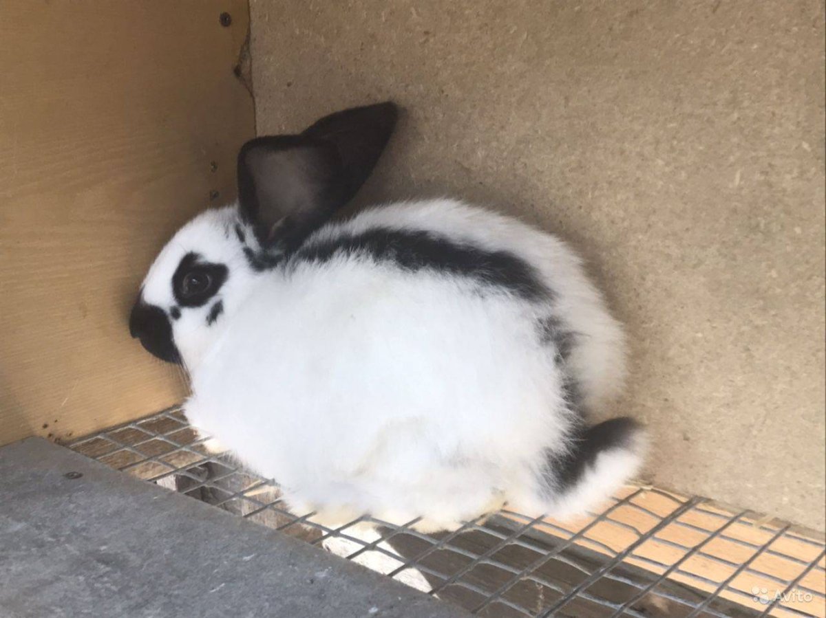 Кролик Строкач рыжий