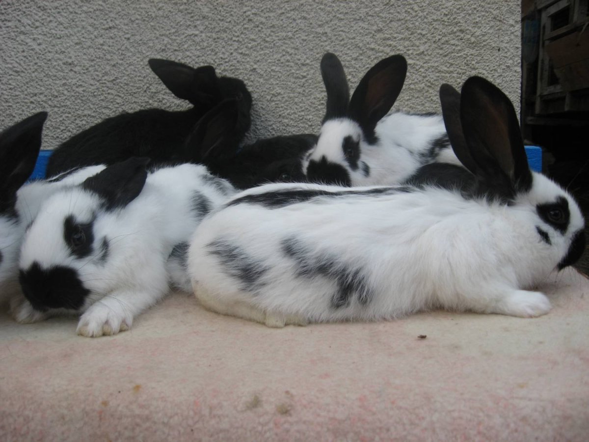 Кролики породы Строкач