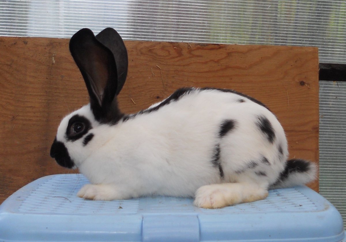 Строкач кролик Гавана