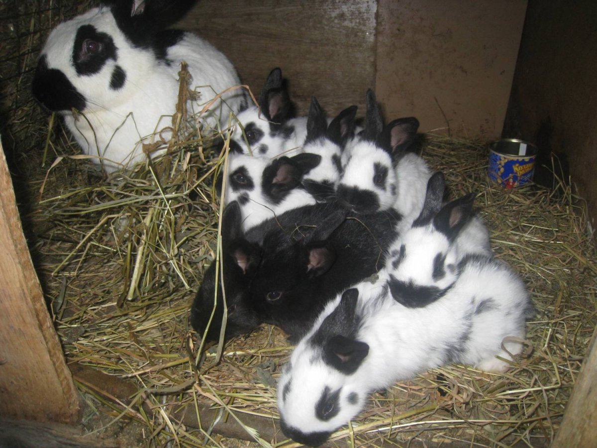 Кролик НПВ Строкач