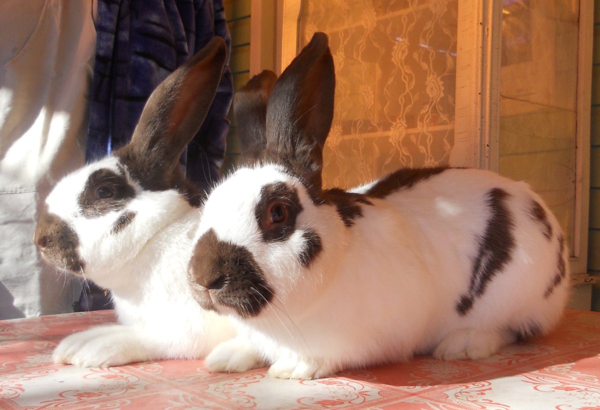 Строкач кролик Гавана