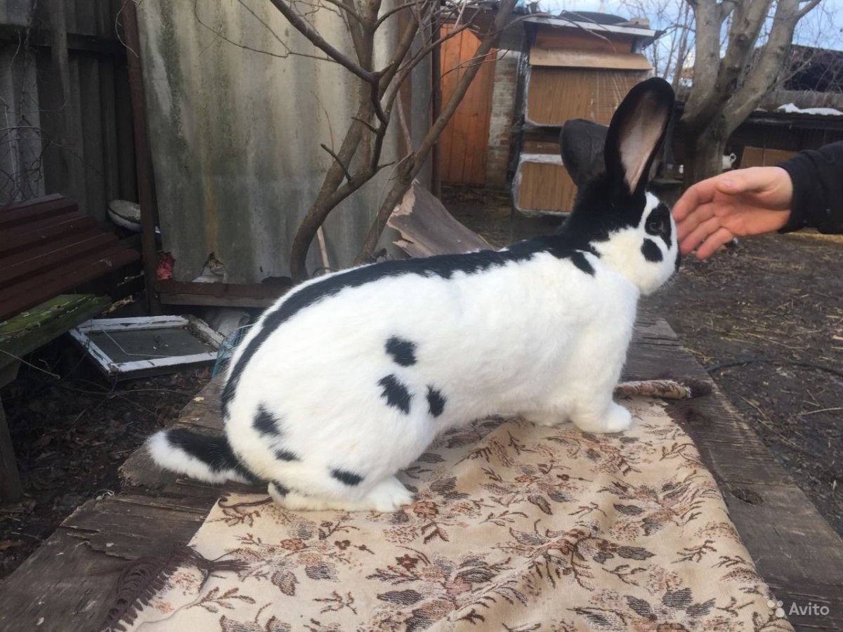 Какие крольчихи хорошие мамы строкачи или Бургундские