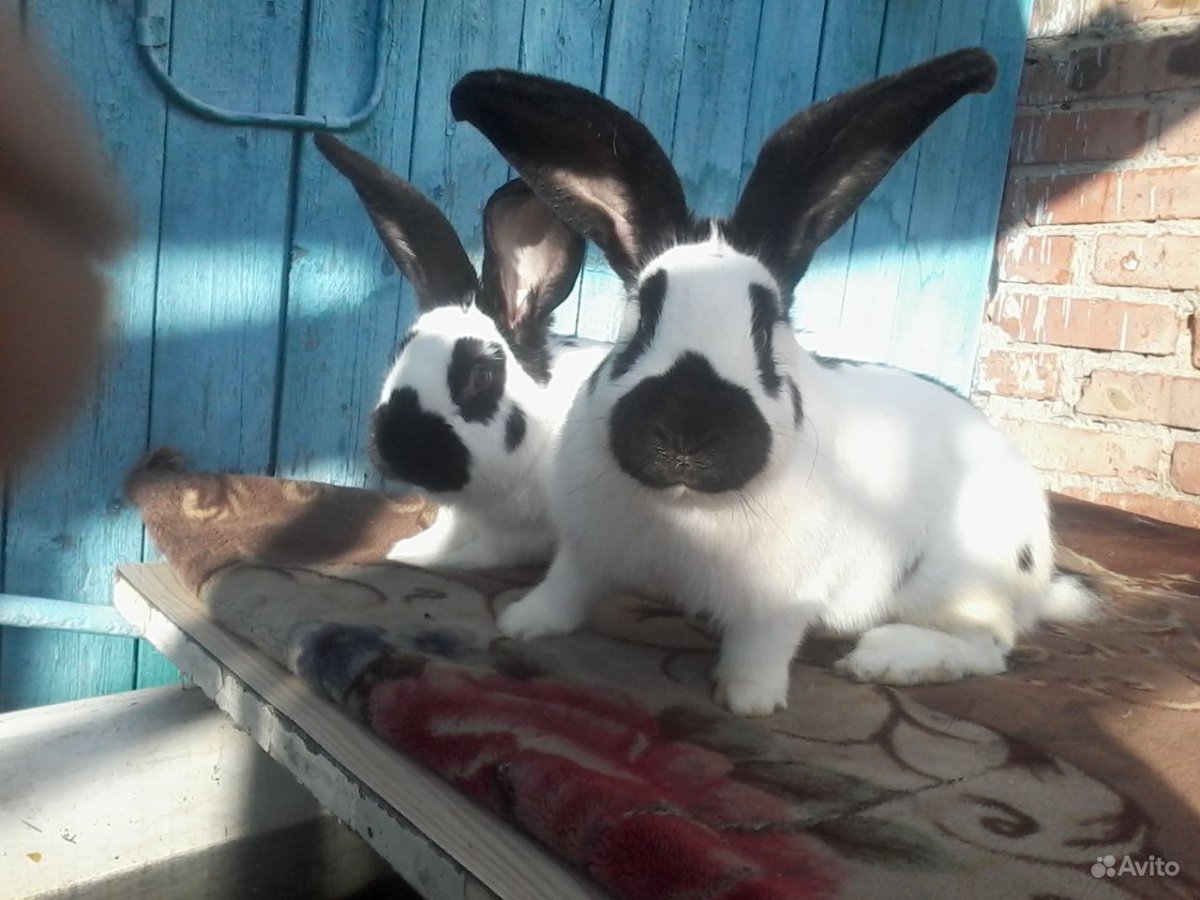 Кролики породы Строкач голубой