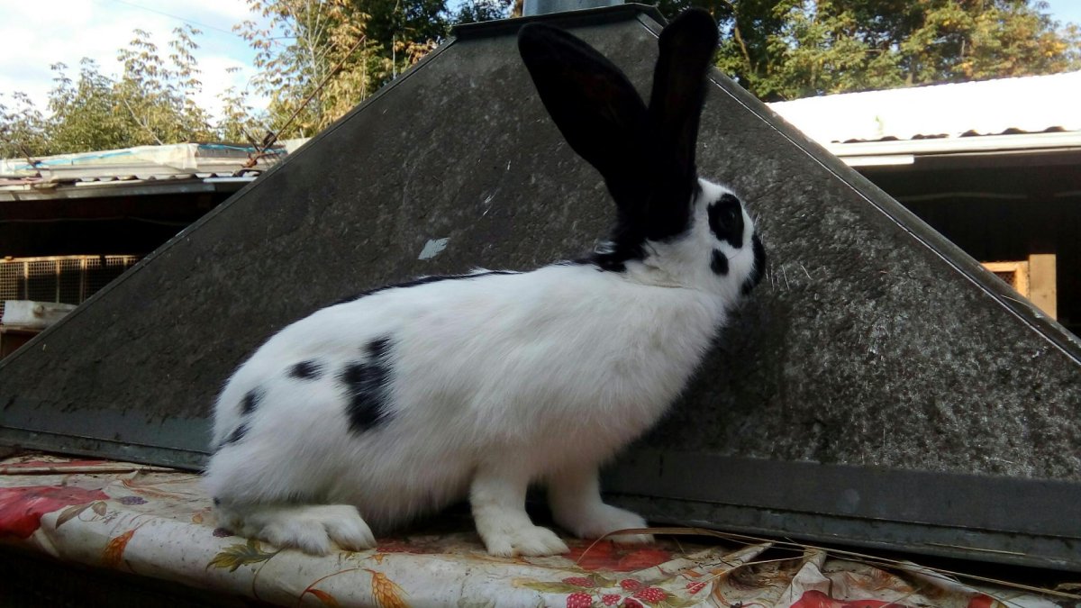 Хиколь порода кроликов