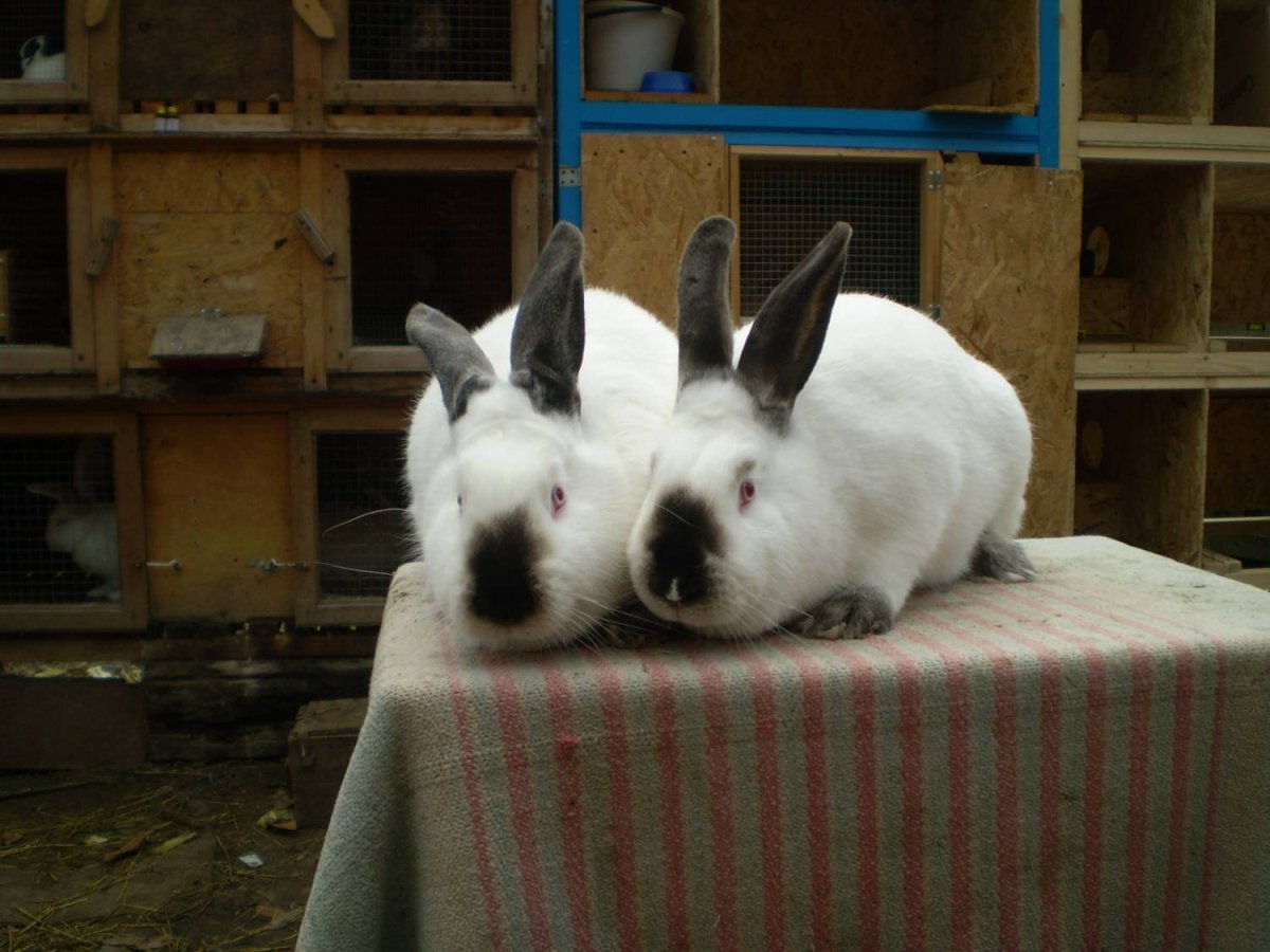 Окрасы кролика Строкач