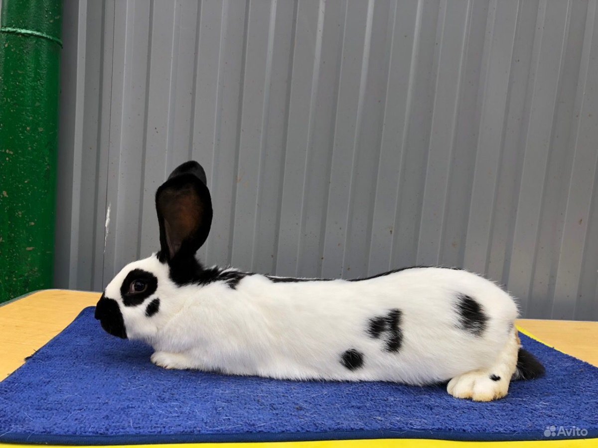 Кролики голубые строкачи