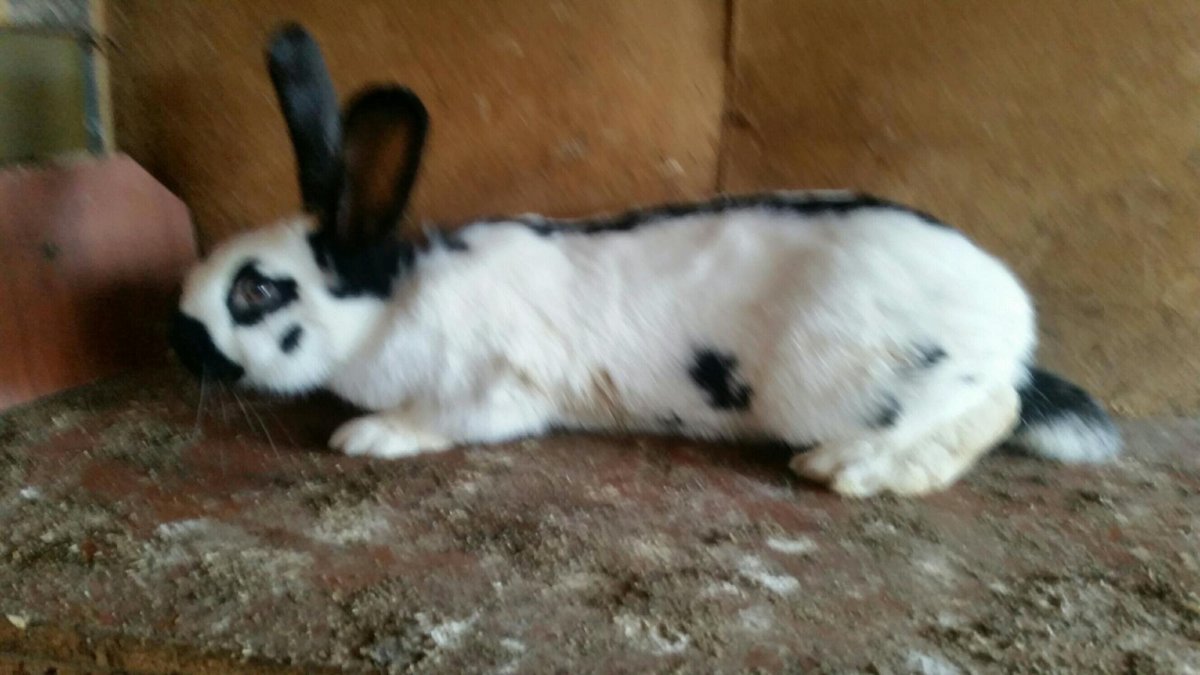 Кролик немецкий Строкач