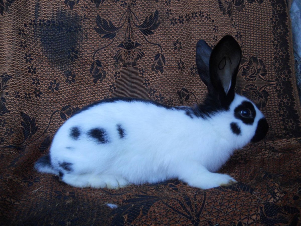 Орел и кролик