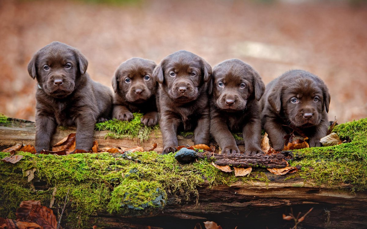 Пазл Castorland Five little Puppies (b-13418), 120 дет.